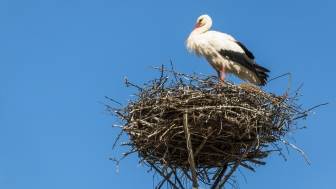 Filippiada: the Stork’s Nest